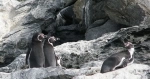 Reserva Nacional Pinguino de Humboldt.  La Serena - CHILE