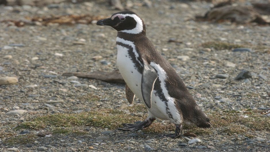 Pinguino de Magallanes, Guia de Fauna. RutaChile.   - PERU
