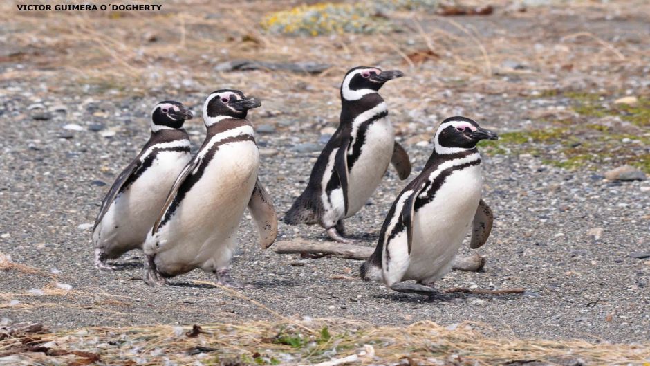 Pinguino de Magallanes, Guia de Fauna. RutaChile.   - CHILE