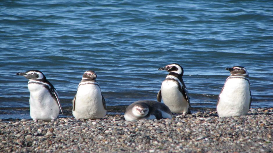 Pinguino de Magallanes, Guia de Fauna. RutaChile.   - PERU