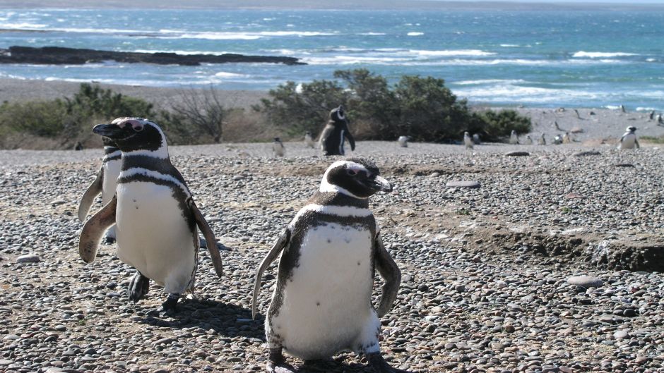 Pinguino de Magallanes, Guia de Fauna. RutaChile.   - CHILE