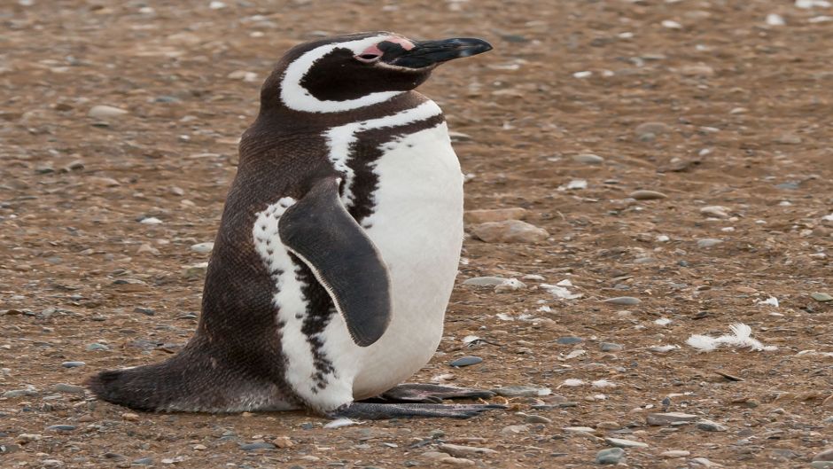 Pinguino de Magallanes, Guia de Fauna. RutaChile.   - BRASIL