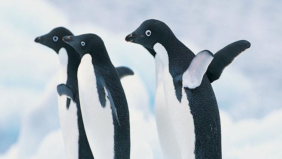 Pinguino de Adelaida, Guia de Fauna. RutaChile.   - CHILE