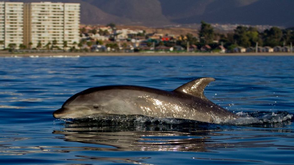Delfín Nariz de Botella.   - ECUADOR