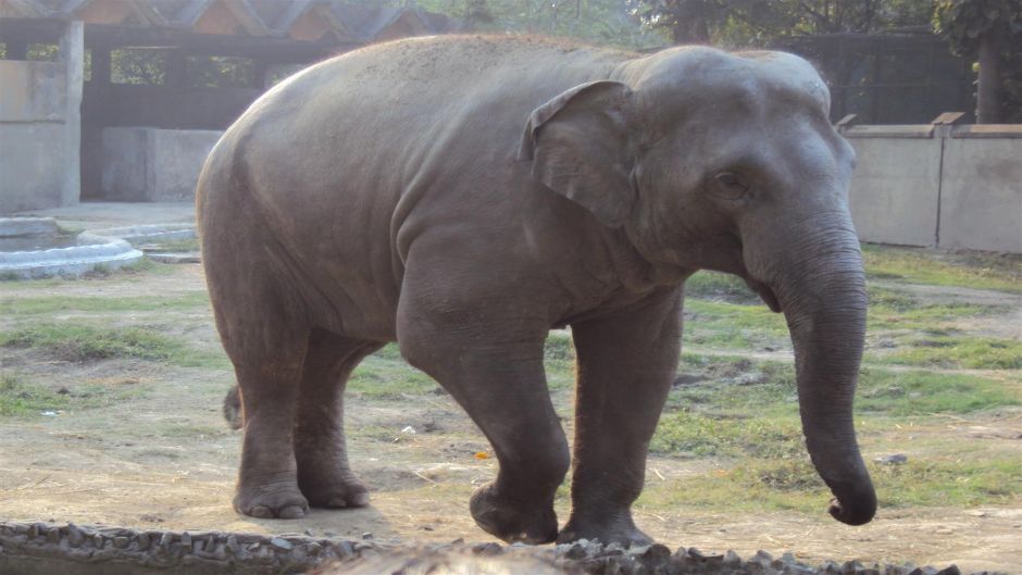 Elefante Africano, Guia de Fauna. RutaChile.   - SUDAFRICA