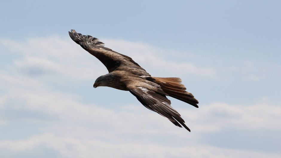 Aguila, Guia de Aves. .   - CHILE