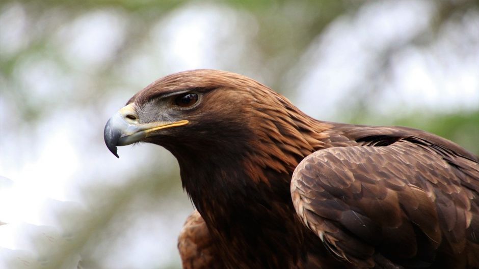 Aguila, Guia de Aves. .   - CHILE