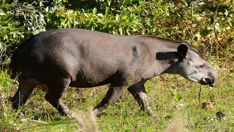 Tapir, Guia de Fauna. RutaChile.   - BOLIVIA