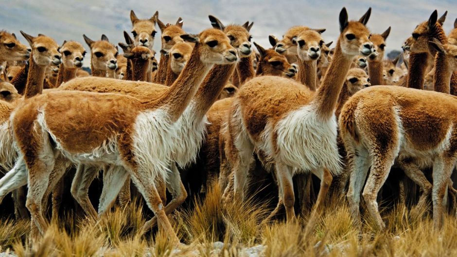 Vicuña, Guia de Fauna. RutaChile.   - CHILE