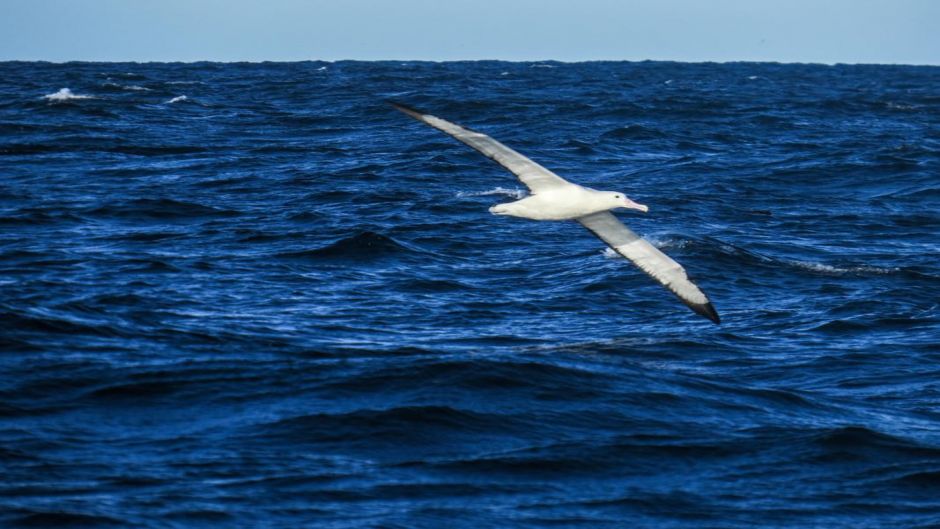 Facilmente puede ser confundido en su medio con el Albatros Errante.   - NUEVA ZELANDIA