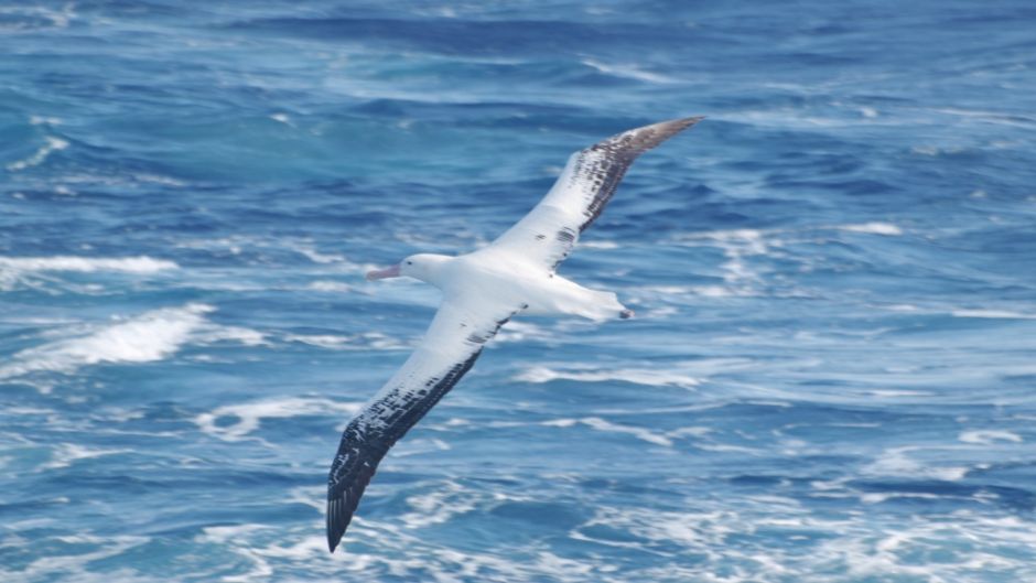 Facilmente puede ser confundido en su medio con el Albatros Errante.   - BRASIL