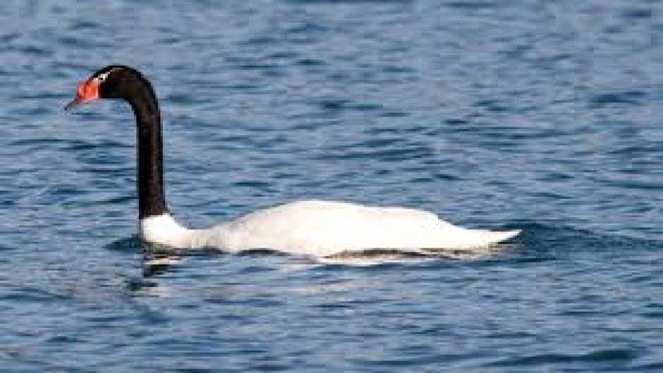 Cisne de Cuello Negro, Guia de Fauna. RutaChile.   - CHILE