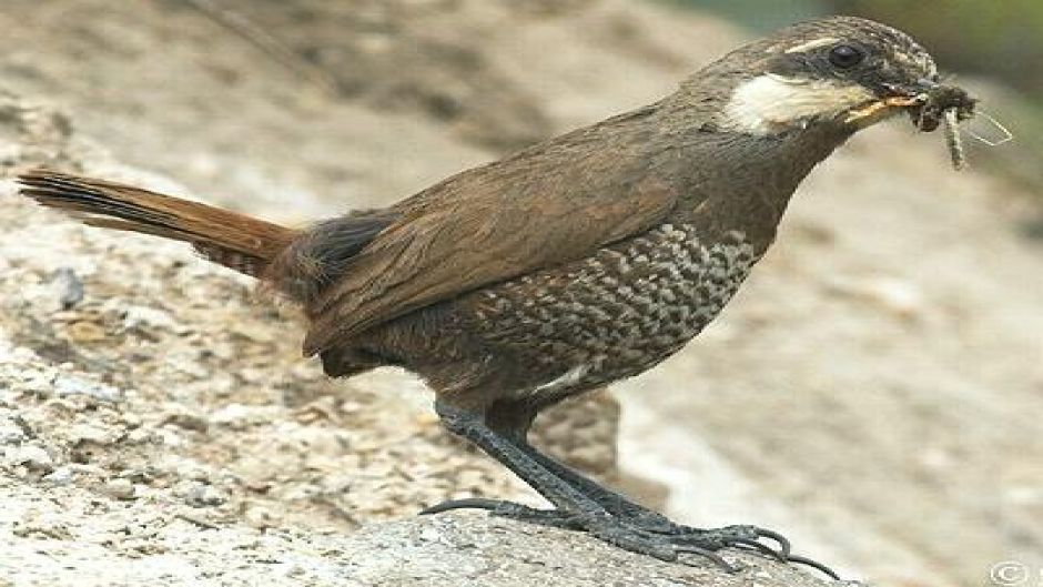 Turca, Guia de Aves de Chile.   - CHILE