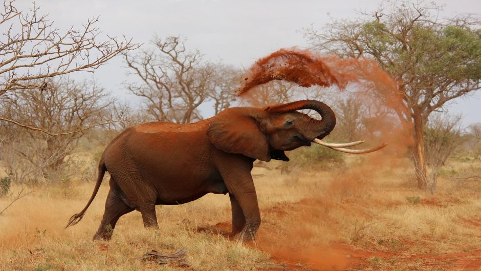 Elefante Africano, Guia de Fauna. RutaChile.   - SUDAFRICA