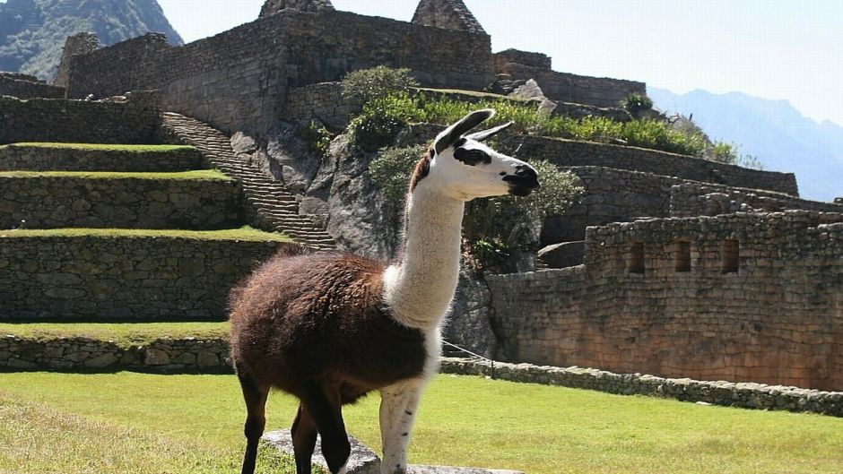 Llama.   - BOLIVIA