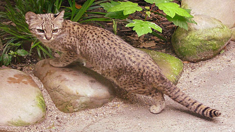 Gato Montés Sudamericano, Guia de Fauna. RutaChile.   - CHILE