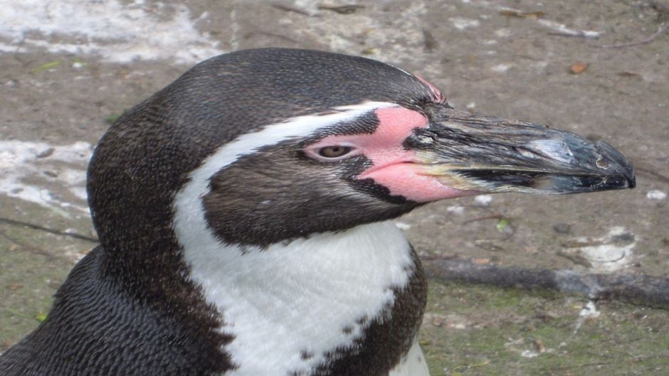 Pingüino de Humboldt tiene cabeza y cuello posterior negro. Cuello .   - CHILE