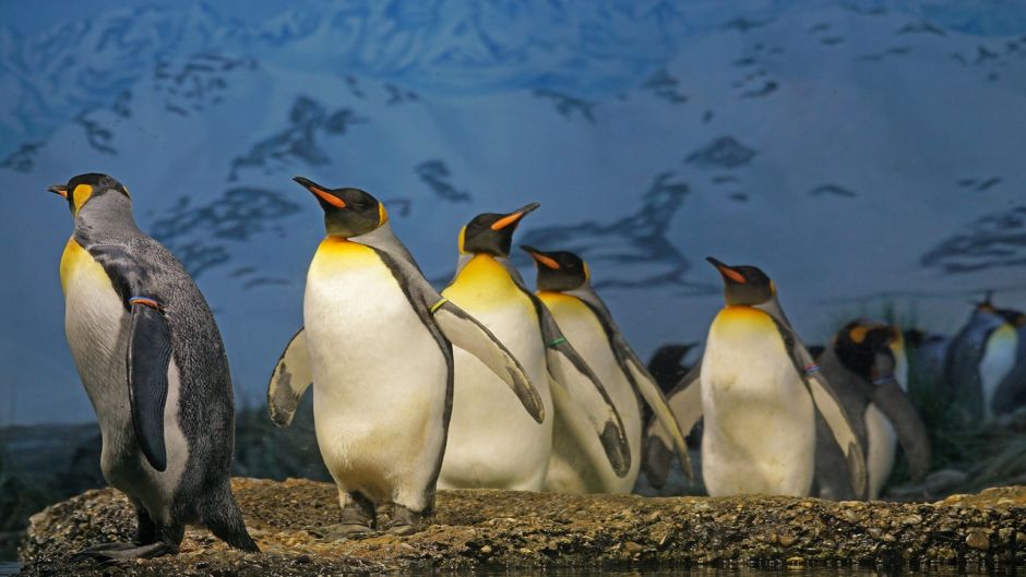 Pingüino Rey.   - NUEVA ZELANDIA