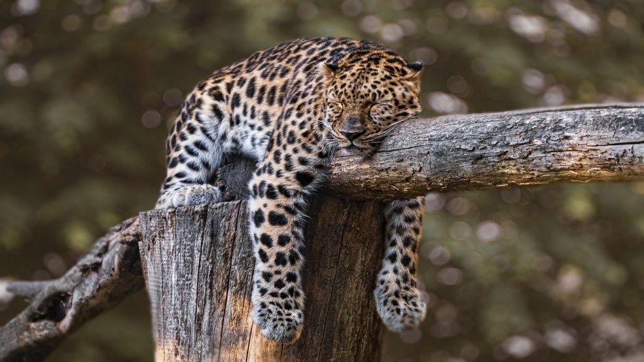 Jaguar.   - PANAMA