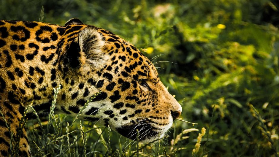 Jaguar.   - ECUADOR