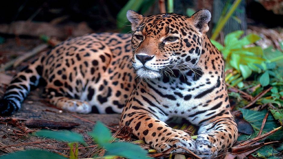 Jaguar.   - PANAMA