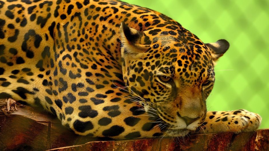 Jaguar.   - ECUADOR