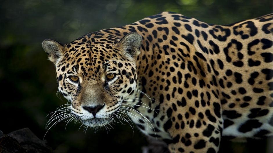 Jaguar.   - HONDURAS