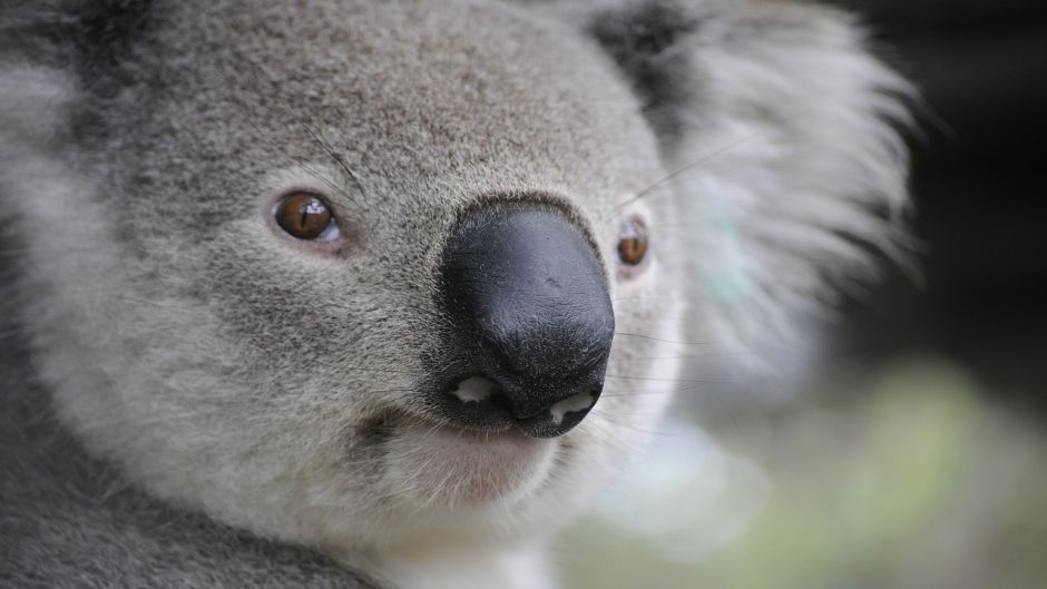 Koala.   - AUSTRALIA