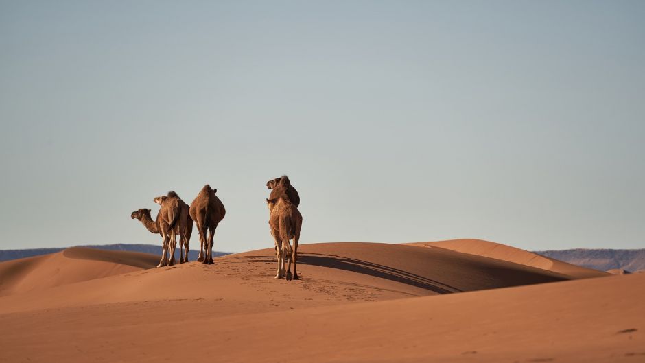 Camello, dromedario .   - EMIRATOS ARABES UNIDOS