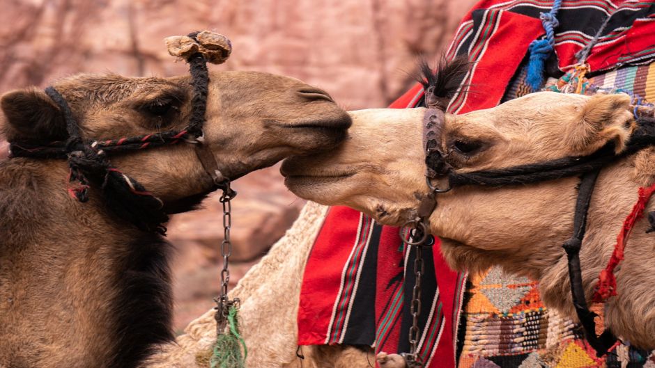 Camello, dromedario .   - MARRUECOS