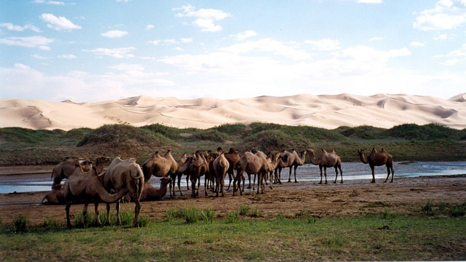 Camello Salvaje.   - CHINA