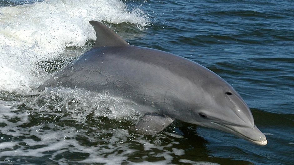 Delfín Nariz de Botella.   - ARGENTINA