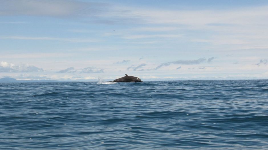 Delfín Nariz de Botella.   - COLOMBIA