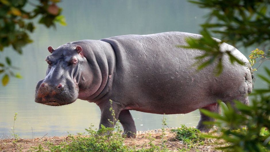 Hipopotamo.   - SUD AFRICA