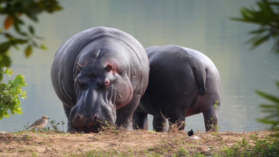 Hipopotamo.   - SUD AFRICA