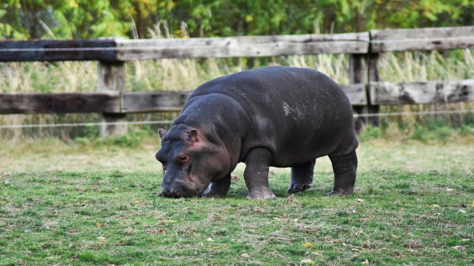Hipopótamo pigmeo.   - SUDAFRICA