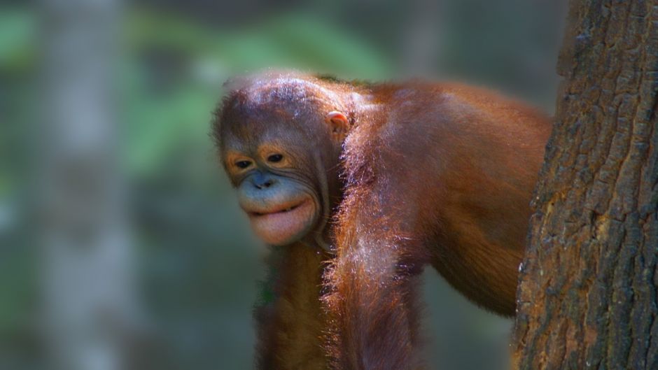 Orangután de Borneo.   - 