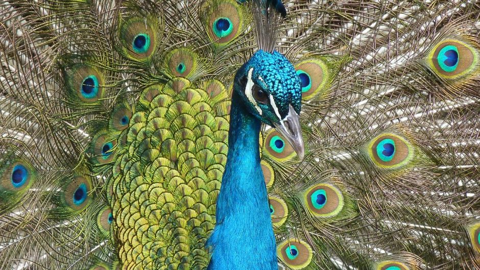 Pavo Real.   - INDIA