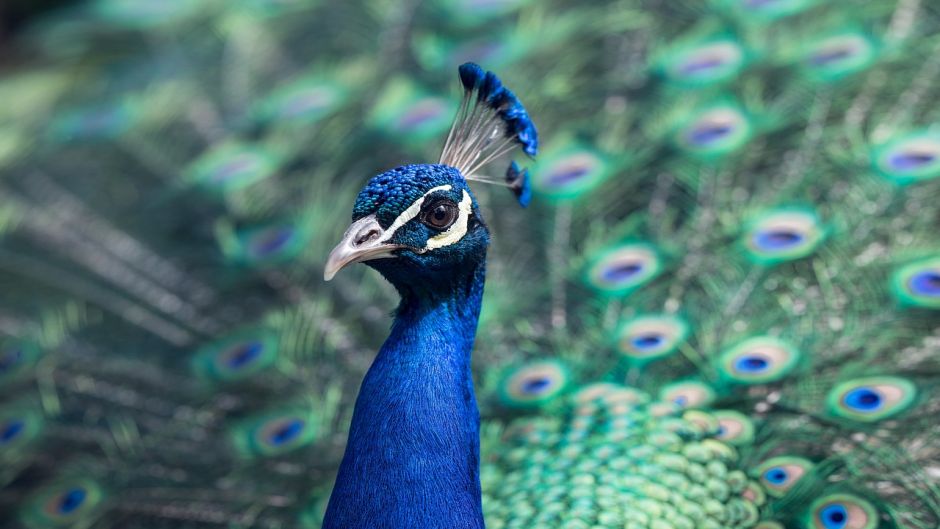 Pavo Real.   - INDIA