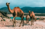 Salalah - Oman, Guia de la ciudad. que hacer, que ver, informacion.  Salalah - OMAN