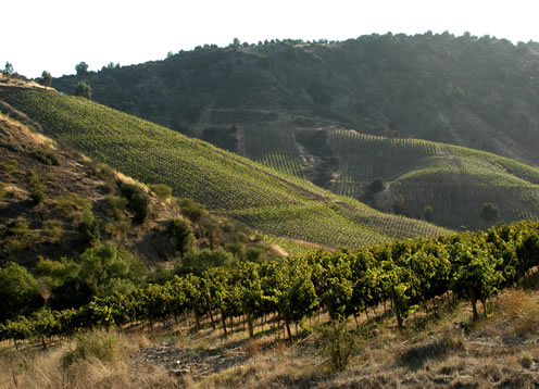 Valle del Cachapoal, Rancagua - CHILE 