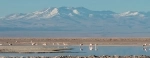 Laguna Chaxa, Guia de San Pedro de Atacama, Que hacer en San Pedro, Chile.  San Pedro de Atacama - CHILE