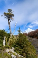 Parque Nacional Villarrica en Pucon.  Pucon - CHILE