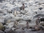 Reserva Nacional Pinguino de Humboldt.  La Serena - CHILE