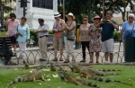Parque Seminario también conocido como el Parque de las Iguanas , Guayaquil, Ecuador. que ver, que visitar.  Guayaquil - ECUADOR