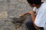 Parque Seminario también conocido como el Parque de las Iguanas , Guayaquil, Ecuador. que ver, que visitar.  Guayaquil - ECUADOR