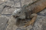 Parque Seminario también conocido como el Parque de las Iguanas , Guayaquil, Ecuador. que ver, que visitar.  Guayaquil - ECUADOR