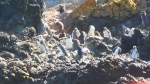 Pingüineras Puñihuil, Ancud, Reserva Nacional, Tour, Chiloe.  Ancud - CHILE