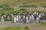 Parque Pinguino Rey, Punta Arenas, Informacion, como llegar, que ver, Porvenir, Chile.  Porvenir - CHILE