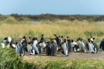 Parque Pinguino Rey, Punta Arenas, Informacion, como llegar, que ver, Porvenir, Chile.  Porvenir - CHILE